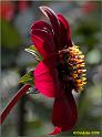 Parc floral 024